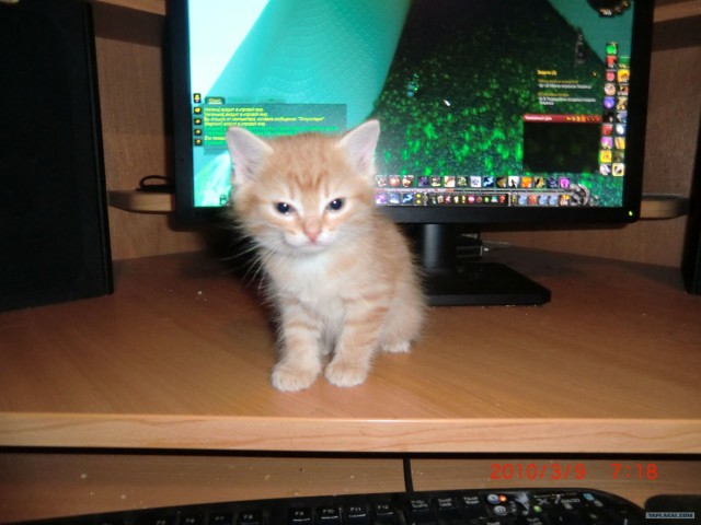 It's Catursday Fever! (Котовторник)