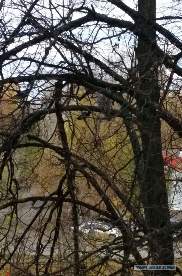 В Петербурге сидит ара на набережной Обводного