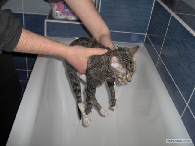 Котовторник! 08.11.11