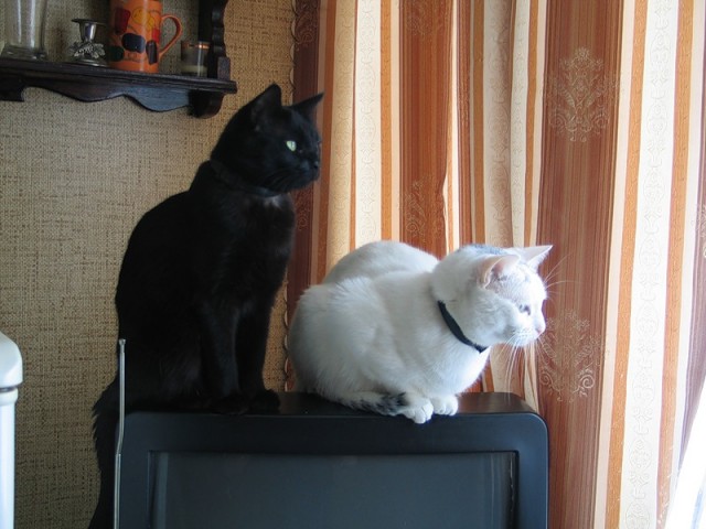 Котовторник 13.12.11 - магическе числа