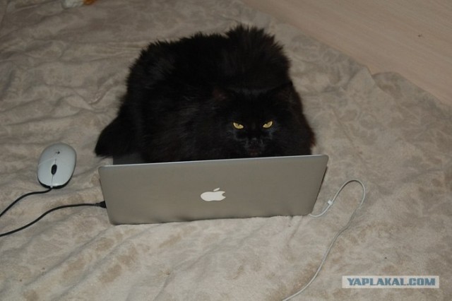 Котовторник 1 мая 2012