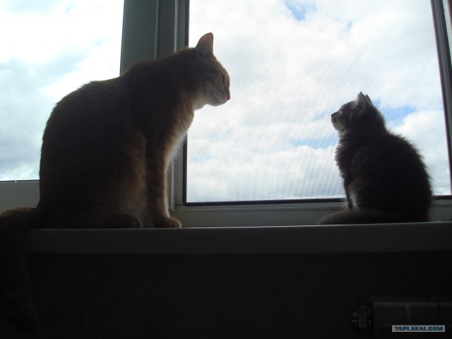 Котовторник на 26.06.12