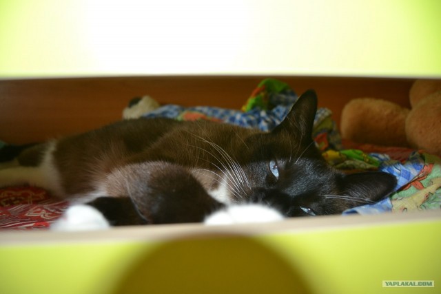 Котовторник 10. 07. 2012