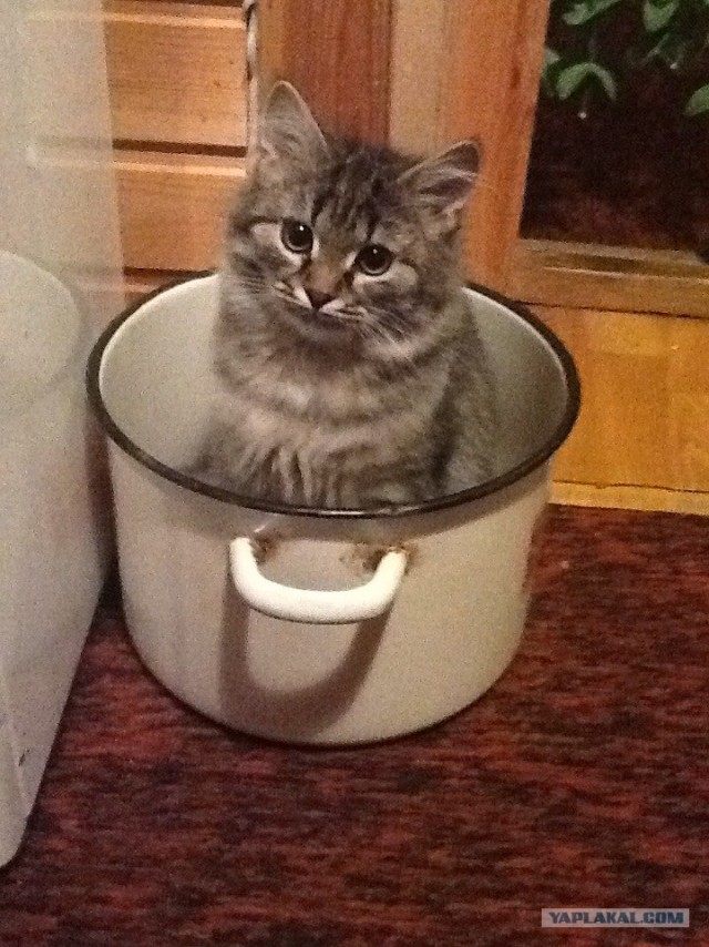 Котовторник 11.09.2012