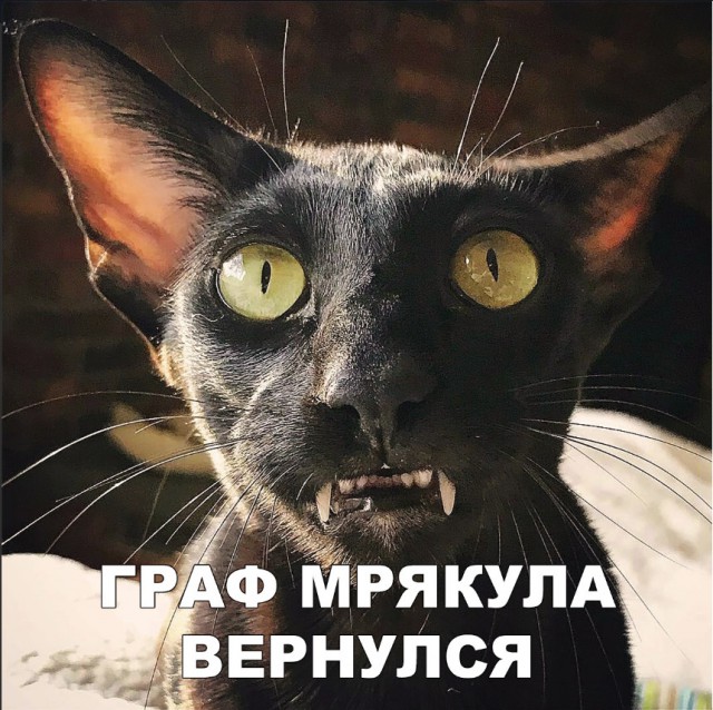 Забавные фото котеек