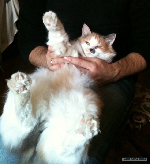 Котовторник 30.10.2012