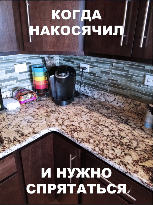 Забавные фото котеек