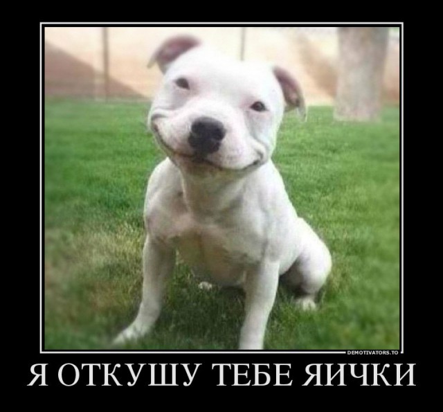 За этим забором я в безопасности