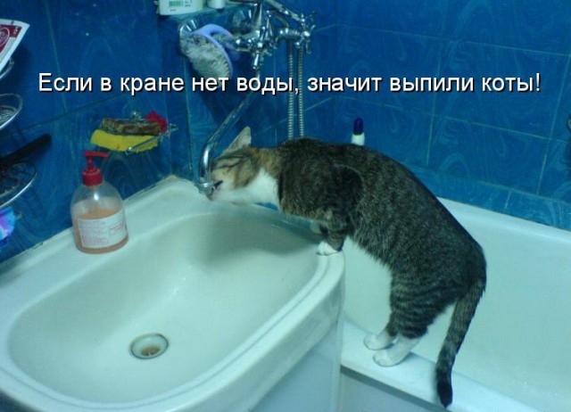 Картинки с котами и про котов