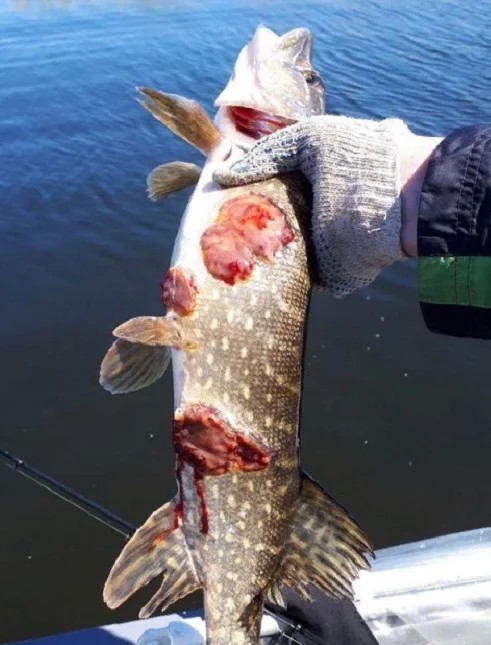 Чума на Волге: что делать с зараженной рыбой