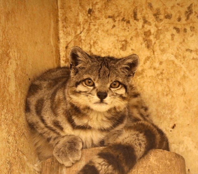 Дикий котовторник 20.08.19