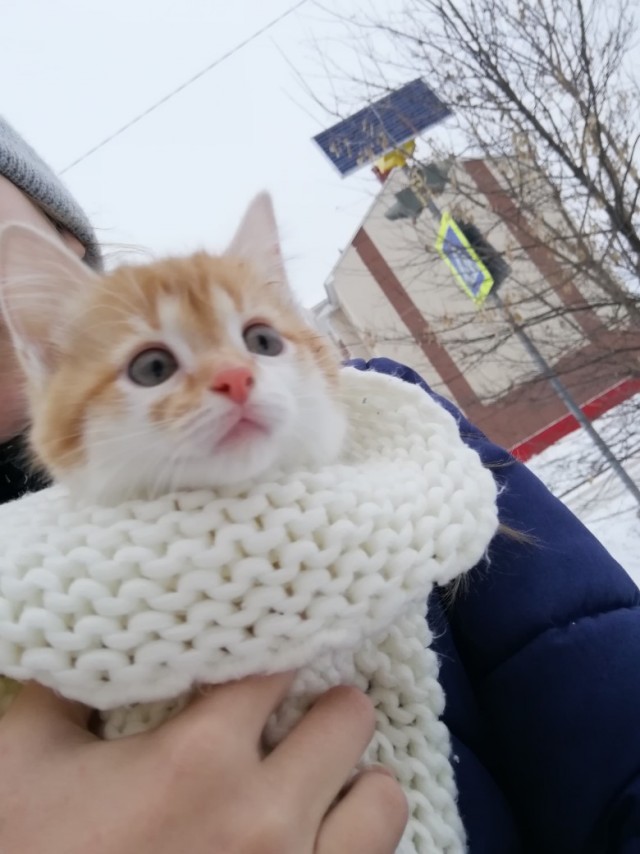 Забавные фото котеек