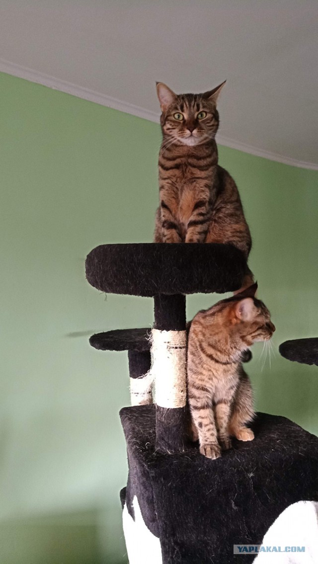 Котовторник *новогодний* 31/12/2019
