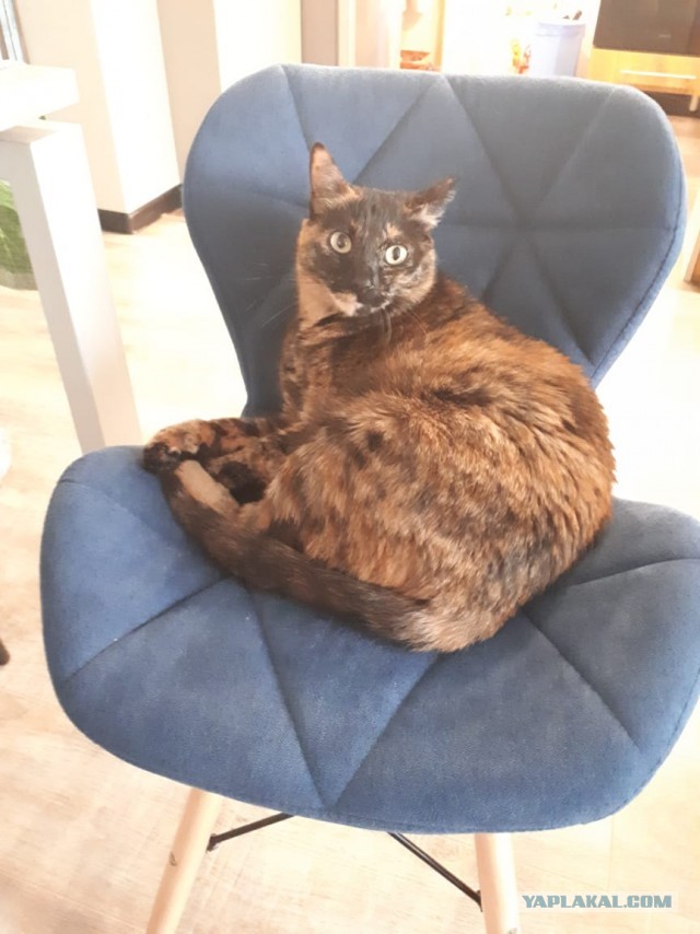 ̶К̶о̶р̶о̶н̶  Котовторник!