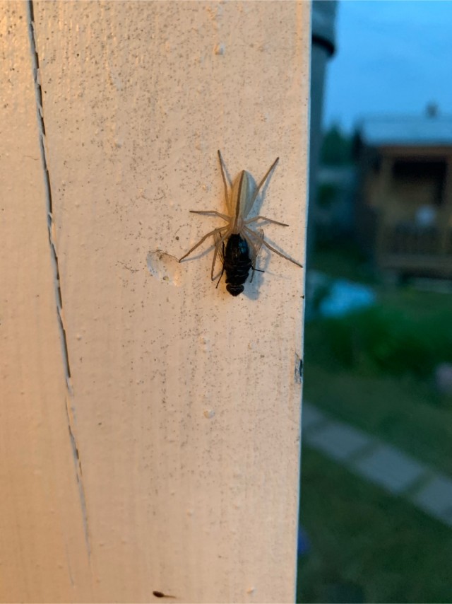 Опознание паука