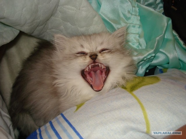 Отжабте моего кота