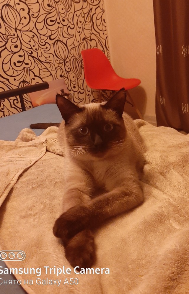 Котовторник 17.11.20