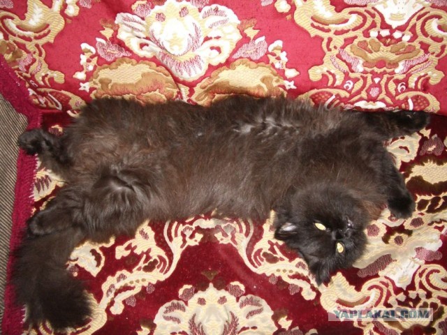 Котовторник 17.11.20