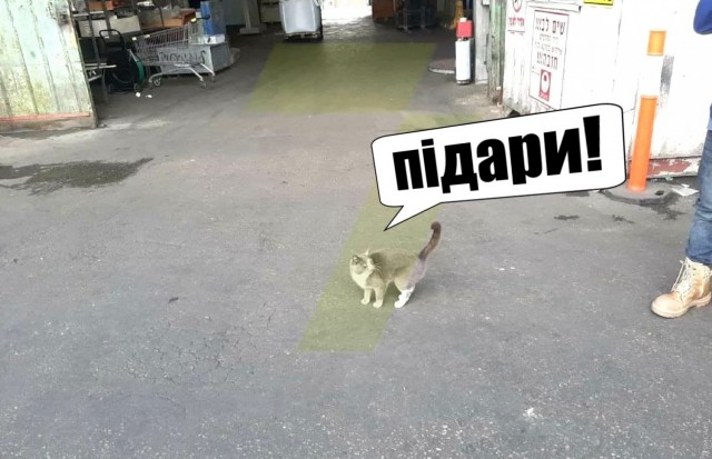 Кошка три недели провела в контейнере по пути из Одессы в Израиль: в дороге животное питалось конфетами