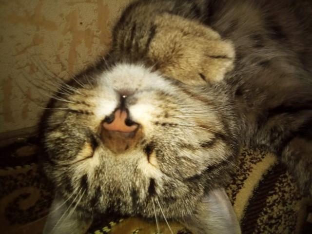 Расчехляем гладильники! - норвежский лесной уже тут