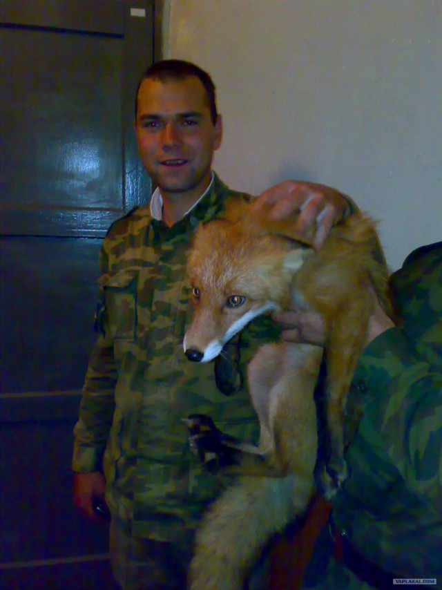 Как я лису в поле погладил