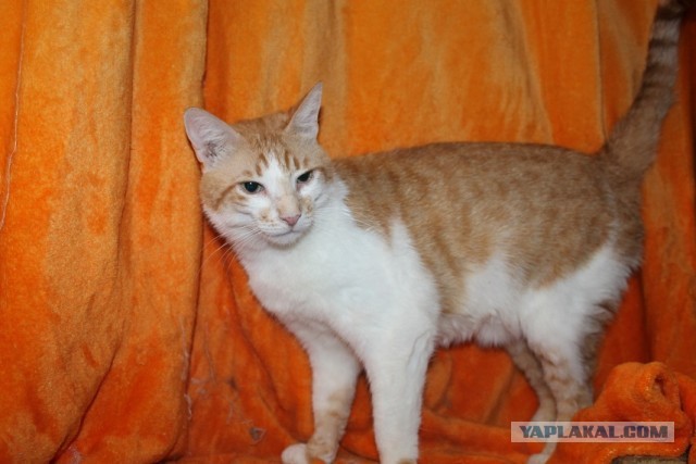 Жизнь домашнего приюта "Котоленд" 271