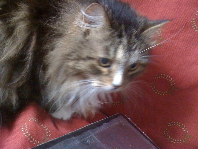 И опять говорящий кот (no no no cat)