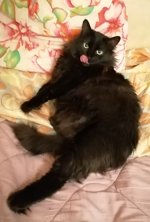 Котовторник!