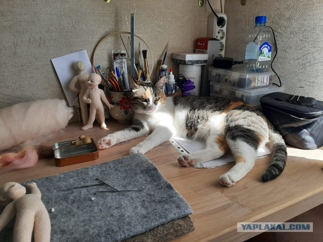 А котовторник уже начался?
