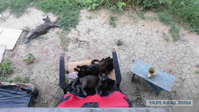 Всемирный день кошек