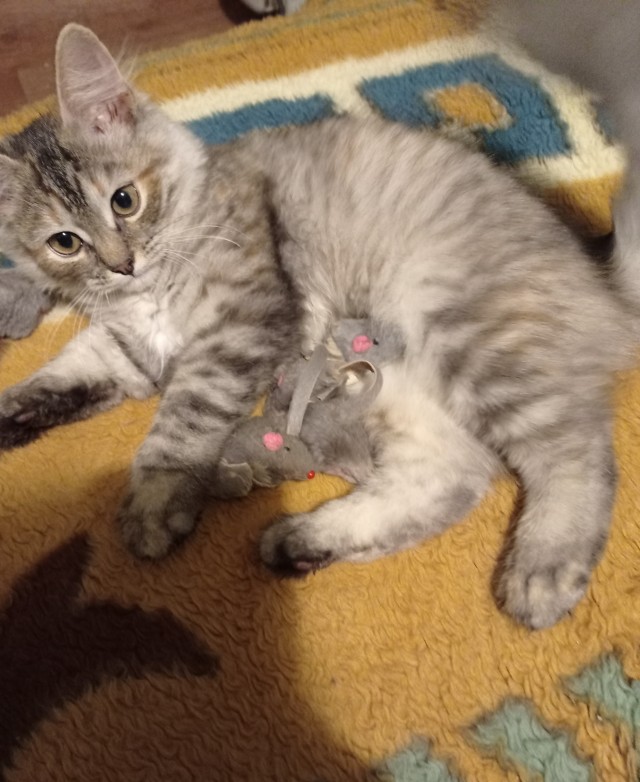Котовторнику быть