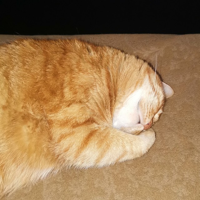 Котовторник. Февраль