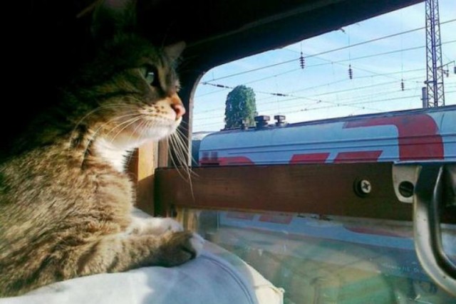Помогите советом про котика