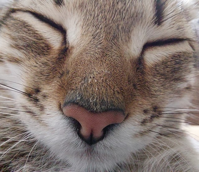 Котовторник вроде.