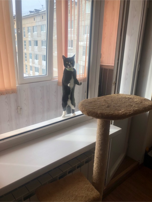 А ваши котейки че счас делают?