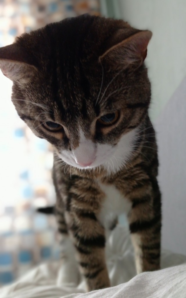 С праздником и котофторником!