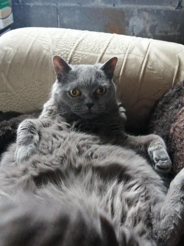 Котовторник ведь начался!