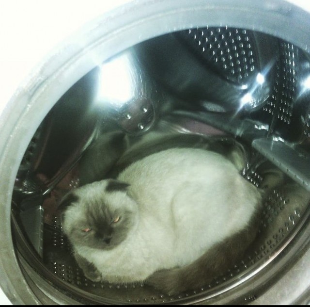 Лето и коты