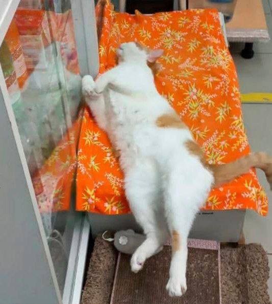 Ролтон вернулся домой!