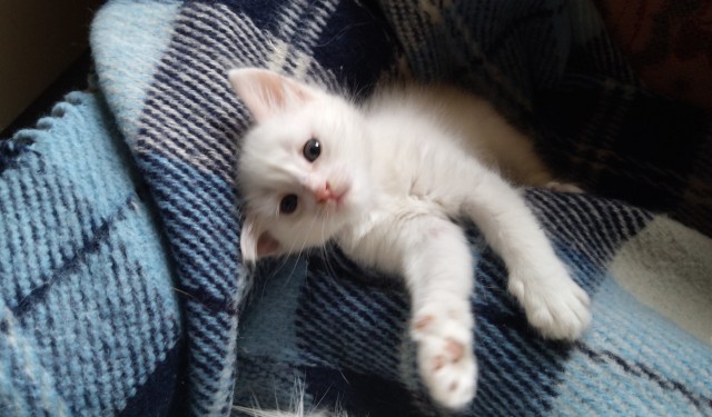 Коты пролетарии
