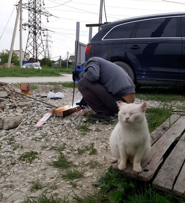 Коты на производстве