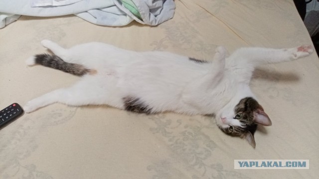 Подбирайте дворовых котят, из них получаются самые благодарные кошки