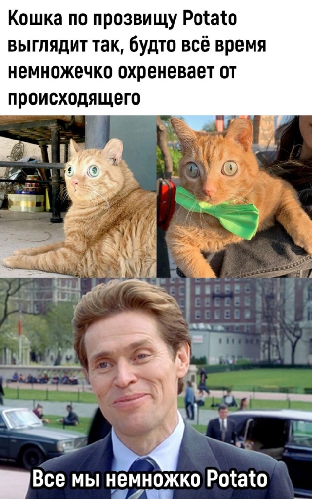 Весёлый полтишок 04.06.24