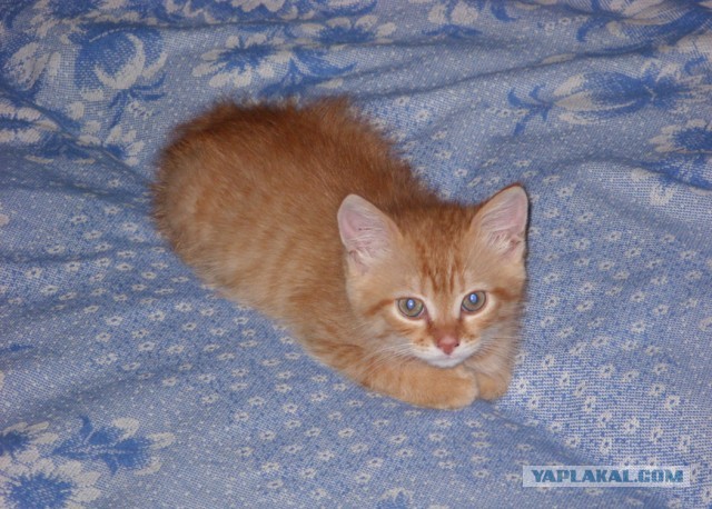 Котовторник 21.05.2013