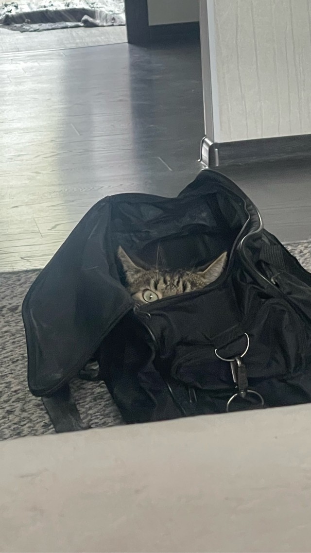 Мы с котом вдвоём