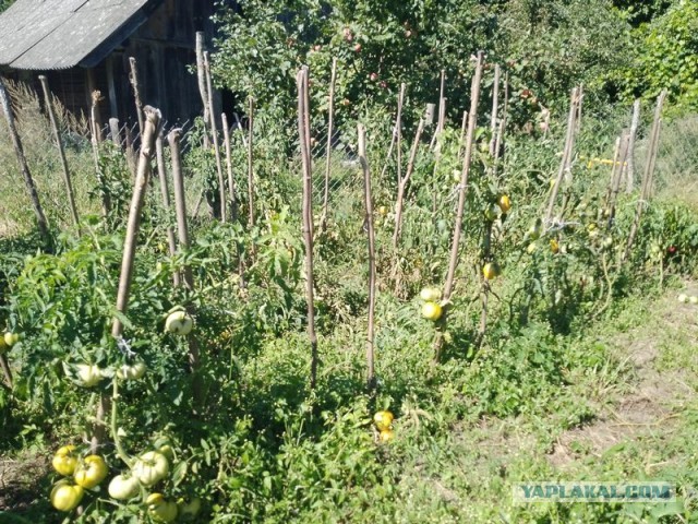 Жизнь домашнего приюта для котеек 509