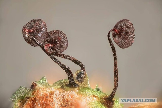 Жизнь под микроскопом: 11 победителей фотоконкурса Nikon Small World 2024