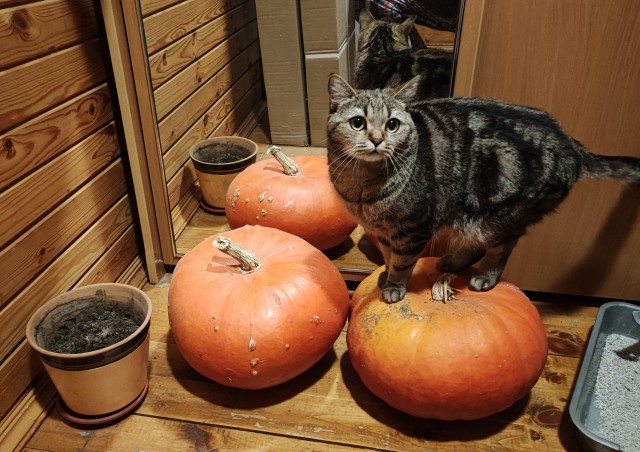 Последний котовторник в этом году
