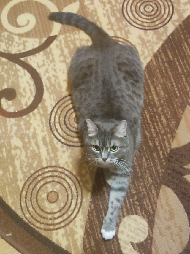 1 марта - Международный день кошек)