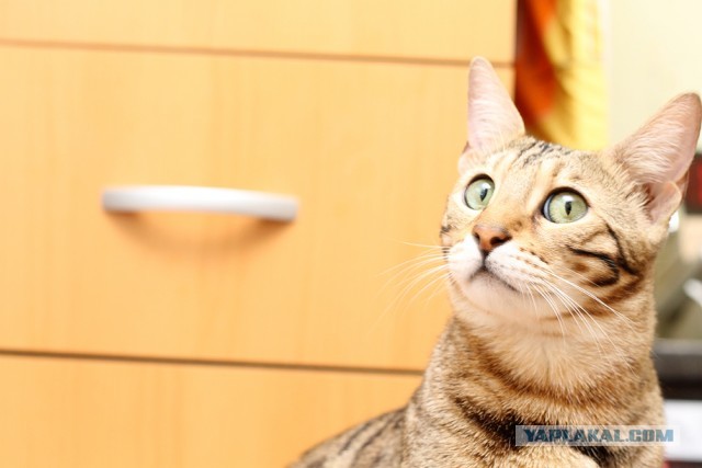 О бенгальских котах на наглядном примере